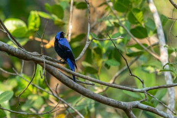 Brightly colored Asian fairy-bluebird (Irena puella) perched atop a tall evergreen tree