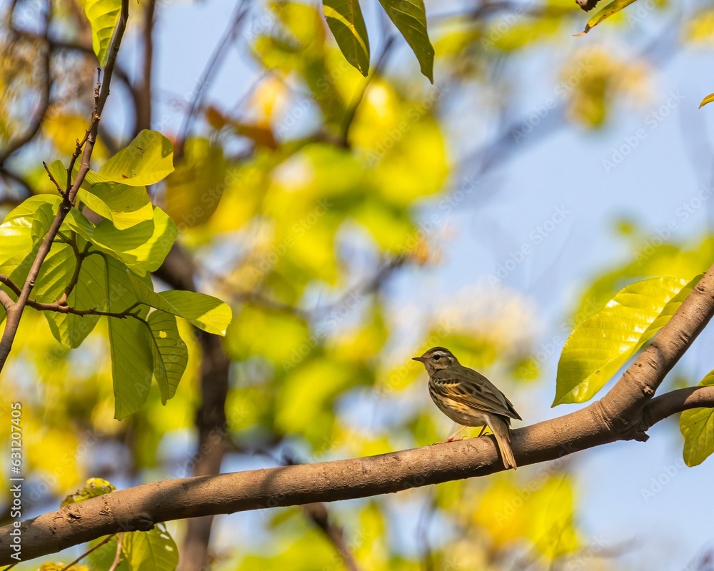 Poster closeup of a common sparrow perched on a tree branch in a field