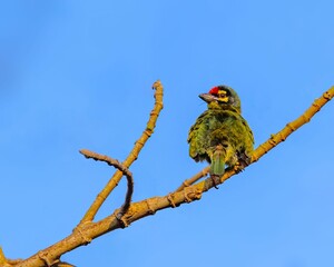 Small coppersmith barbet bird perched atop a branch against a vibrant blue sky