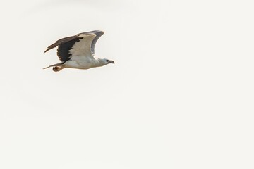 a bird flying through the sky with its wings open out