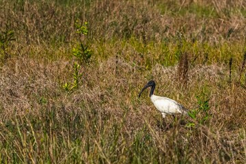 Closeup of a black-headed ibis perched on a grassy area surrounded by shrubs and foliage