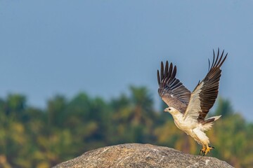 Falcon bird soaring through a picturesque landscape, with a large rock and trees in the backdrop