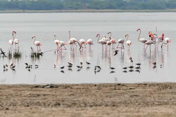 Closeup of flamingos  standing in calm, shallow water near the shoreline