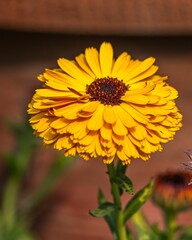 Close-up shot of a yellow Pot marigold flower grown in the garden in spring