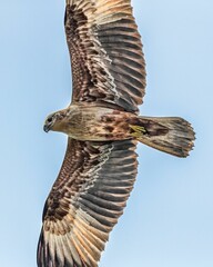 Majestic bald eagle flying with a blue sky backdrop