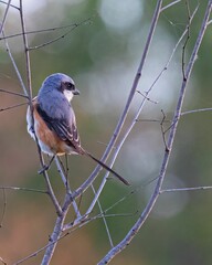 Small long-tailed shrike bird perched on the thin branch of a tree on a background of green foliage