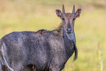 Selective focus shot of a nilgai on a field surrounded by flies
