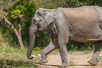 Naklejka premium African elephant walking down a dirt path surrounded by trees in its natural habitat