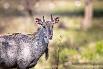 Selective focus shot of a nilgai on a field surrounded by flies