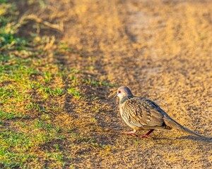 Obraz premium Closeup of a Streptopelia in a grassy dirt patch on a paved road