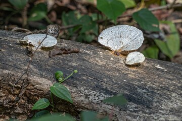 closup of Daedaleopsis confragosa resting on a wooden log in a lush, forested area