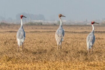 Naklejka premium Sarus crane perched side by side in a grassy field, basking in the warm sunlight