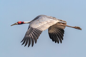 Closeup of a  majestic Sarus crane soaring  through the blue sky