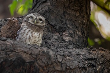 Owl perched on a tree