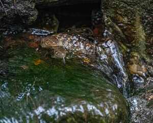 Two snakes swimming in the water
