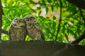 Cute owl couple perched on a tree branch
