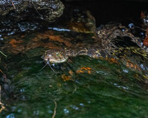 Snake swimming in water