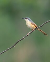 Fototapeta premium Closeup of a yellow-bellied prinia perched on a branch