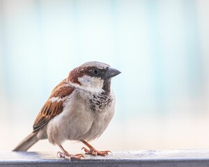 Closeup of a sparrow perched on a railing