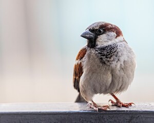 Closeup of a sparrow perched on a railing