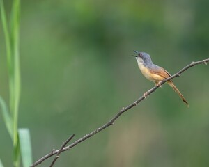 Closeup of a yellow-bellied prinia perched on a branch