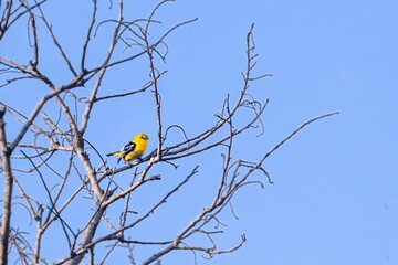Common iora (Aegithina tiphia) perched on a branch of a tree