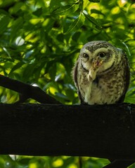 Spotted owl perched on a tree