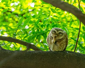Spotted owl perched on a tree