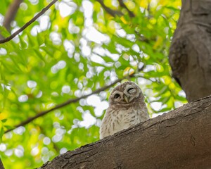 Owl perched on a tree branch