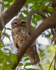 Owl perched on a tree branch