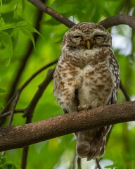 Owl perched on a tree branch