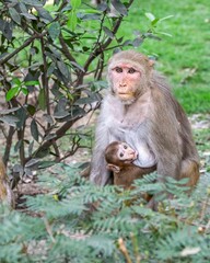 Mother monkey feeding her baby