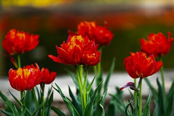 Naklejka premium Group of red tulips in a garden