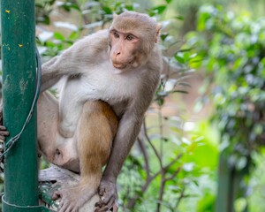 Monkey in its natural habitat