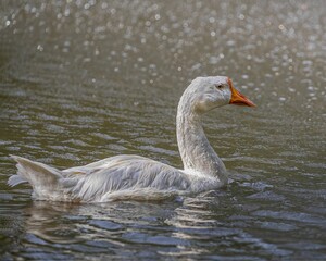 Goose swimming in a lake