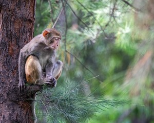 Monkey in its natural habitat