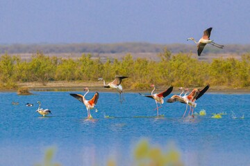 Flock of flamingos in their natural habitat