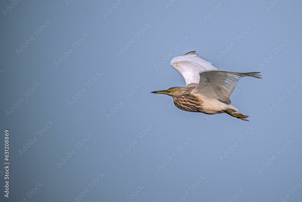 Wall mural Majestic squacco heron soaring through a cloudy sky