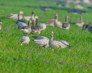 Flock of geese in the field
