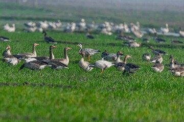 Flock of geese in the field