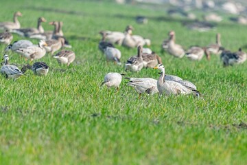 Flock of geese in the field