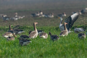 Flock of geese in the field