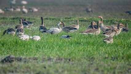 Flock of geese in the field