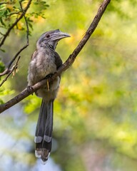 Indian grey hornbill (Ocyceros birostris) perched on a branch