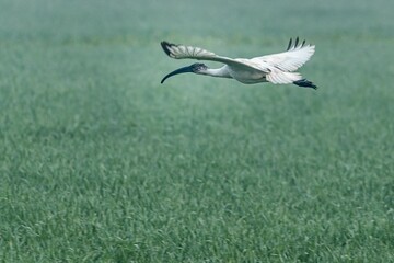 Black-headed ibis flying over a field