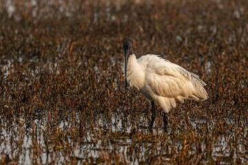 Black-headed ibis wading in the swamp