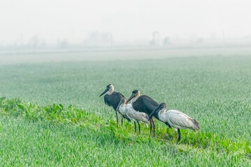 Woolly-necked storks and black-headed ibises in a field