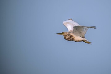 Majestic squacco heron soaring through a cloudy sky