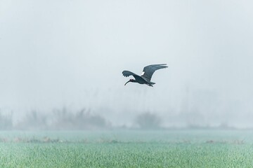Majestic ibis bird soaring through a foggy sky above a verdant meadow