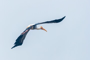 Closeup of Painted stork in flight under the blue sky